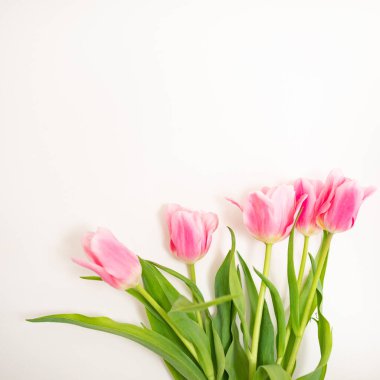 Beyaz arka planda harika pembe laleler. Güzel bahar çiçekleri. Bir buket çiçek. Beyaz arka planda lale. Sevgililer günü ve düğün sahnesi için güzel çiçekler. Sevgililer Günü ve 8 Mart Anneler Günü konsepti.