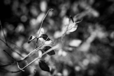 Bulanık ağaç arka planına sahip dramatik siyah beyaz yapraklar. Monokrom dramatik sürecinde mevsimsel sonbahar arkaplanı