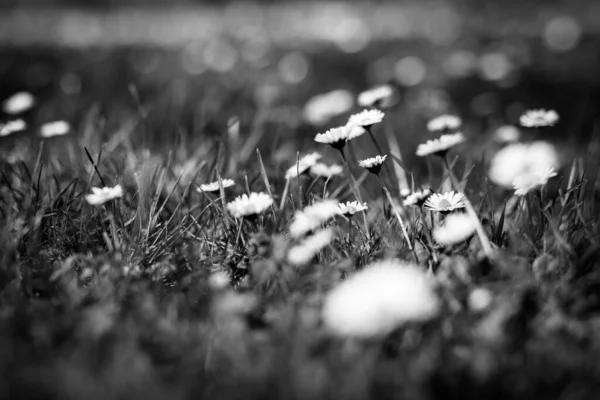 黑色和白色的自然景观 一色春夏花草甸 菊花绿草丛生 宜人的自然景观 花卉背景和模糊的草地 白色雏菊上的暗色 — 图库照片