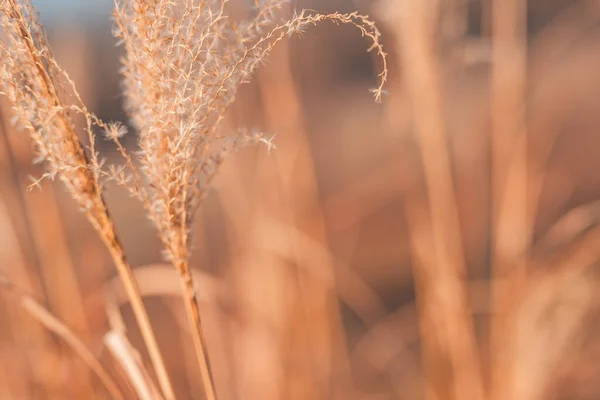 Szczelnie Suche Kłujące Rośliny Osty Rozmazane Naturalne Tło Biała Trawa — Zdjęcie stockowe