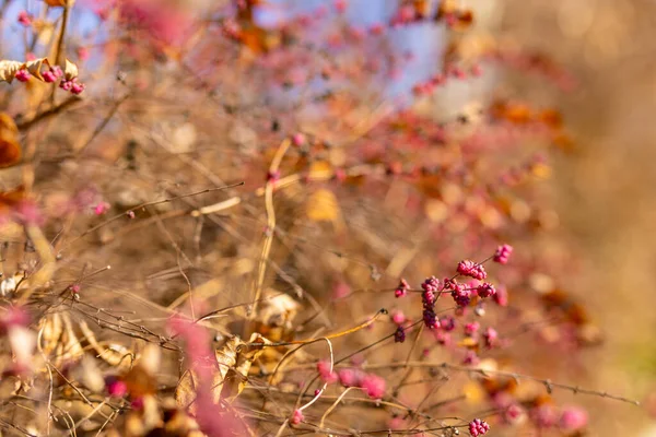 Branche Épine Vinette Berberis Vulgaris Baies Fraîches Mûres Fond Vert — Photo