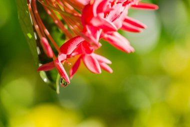 Yağmur ormanı makro çiçek manzarası. Çiy damlasında çiçek. Sarı bir çiçeğin taç yapraklarının üzerine bir damla su. Yakın çekim makrosu. Romantik bahar sanatsal imajı. Yumuşak pastel arka plan bulanıklığı .