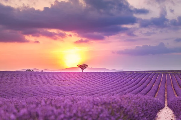 Wspaniały Krajobraz Natury Niesamowite Krajobrazy Zachodu Słońca Kwitnących Kwiatów Lawendy — Zdjęcie stockowe