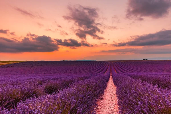 Maravilhosa Paisagem Natureza Incrível Cenário Pôr Sol Com Flores Lavanda — Fotografia de Stock