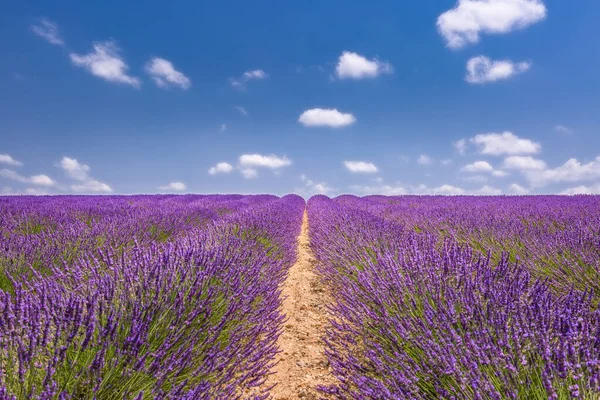 Wonderful Nature Landscape Amazing Scenery Blooming Lavender Flowers Moody Blue — Stock Photo, Image