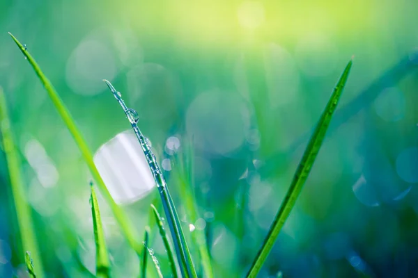 Herbe Verte Lumineuse Sur Prairie Avec Gouttes Eau Rosée Matin — Photo