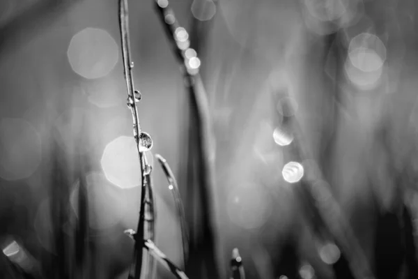 Яскрава Чорно Біла Трава Лузі Краплями Водяної Роси Світанку Навесні — стокове фото