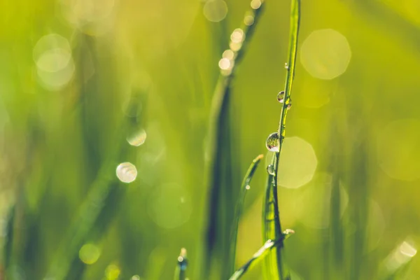 Ярко Зеленая Трава Лугу Капельками Водяной Росы Утреннем Свете Весной — стоковое фото