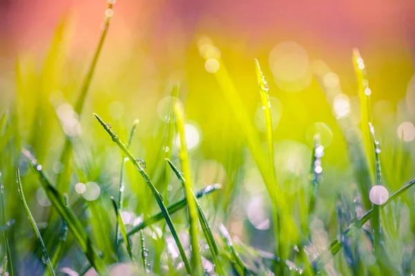 Bright green grass on meadow with drops of water dew in morning light in spring summer outdoors close-up macro view. Beautiful artistic photo. Dream blurred nature environment