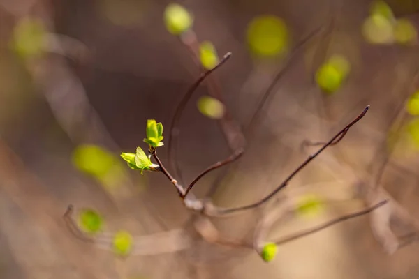 Beautiful Leaf Sunny Day Green Nature Background Ecology Freshness Wallpaper — Stock Photo, Image