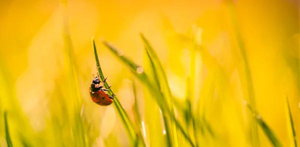 Fresh morning dew on a spring grass and little ladybug, natural background. Grass in droplets of sunny morning, dew drops and a ladybug in summer spring on a nature macro. Drops of water on the grass, natural wallpaper, panoramic view, soft focus.