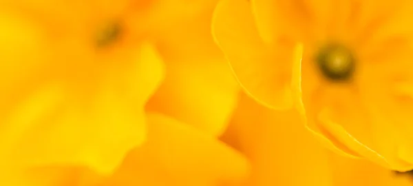 Petals of the orange rose macro view