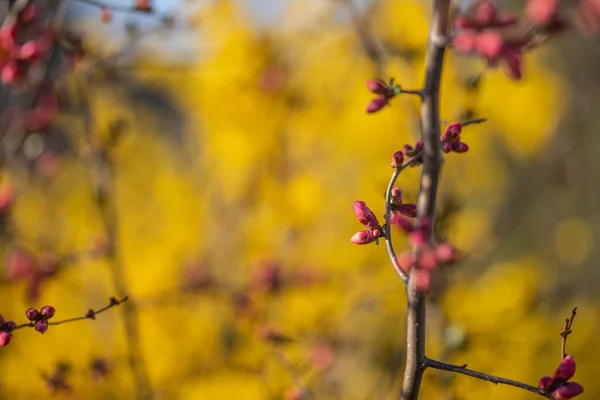 Des Boutons Fleurs Rouges Les Premières Feuilles Douces Printemps Bourgeons — Photo