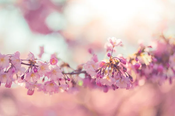 Primavera Fiori Ciliegio Fiori Rosa Bellissimo Sakura Fiori Ciliegio Primavera — Foto Stock