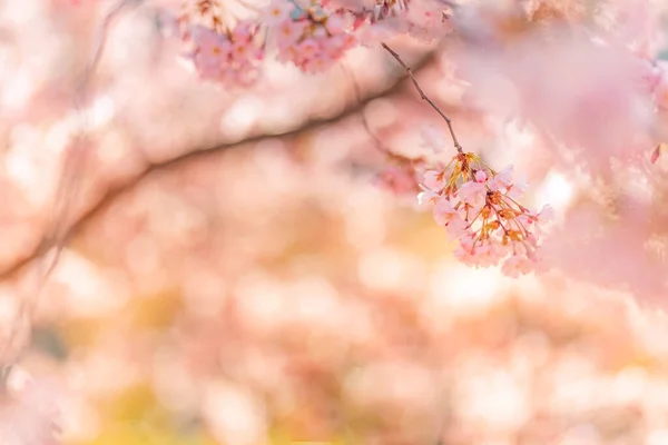 Spring Cherry blossoms, pink flowers. Beautiful cherry blossom sakura in spring time over blue sky. Dream nature closeup, pink purple blurred spring flowers, sunny sunset scene. Beauty in nature, seasonal springtime floral backdrop.