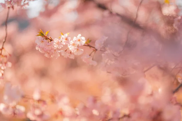 Spring Cherry blossoms, pink flowers. Beautiful cherry blossom sakura in spring time over blue sky. Dream nature closeup, pink purple blurred spring flowers, sunny sunset scene. Beauty in nature, seasonal springtime floral backdrop.