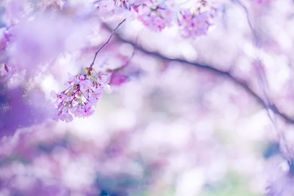 Kersenbloesems Roze Bloemen Prachtige Kersenbloesem Sakura Lente Boven Blauwe Hemel — Stockfoto