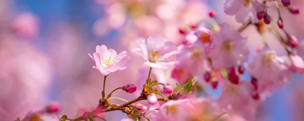Spring Cherry blossoms, pink flowers. Beautiful cherry blossom sakura in spring time over blue sky. Dream nature closeup, pink purple blurred spring flowers, sunny sunset scene. Beauty in nature, seasonal springtime floral backdrop.