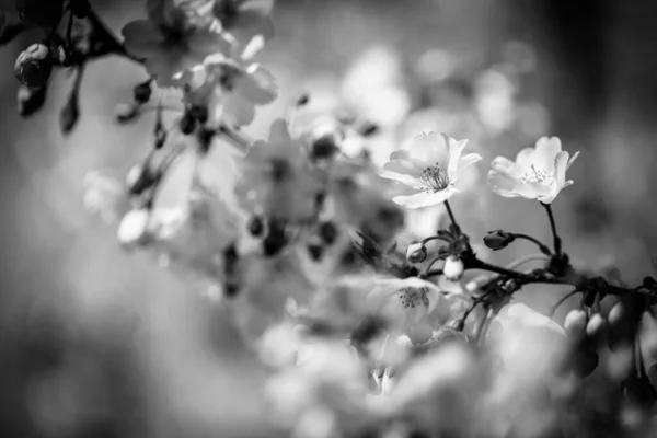 Fiori Ciliegio Natura Artistica Processo Monocromatico Astratto Ramo Fiorente Ciliegia — Foto Stock