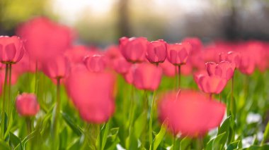Pembe lalelerden oluşan bir tarlada pembe lalelerin yakın çekimi. Bahçedeki laleler doğaya yakın. Orman tarlasında açan bahar çiçekleri. Bahar çiçekleri, çiçek açan laleler, rahatlatıcı çiçekler, bulanık manzaralı romantik kart şablonu.