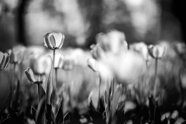 Tulip flowers in black and white with dramatic dark blurred garden scene. Artistic nature flowers, sunlight and bokeh natural environment