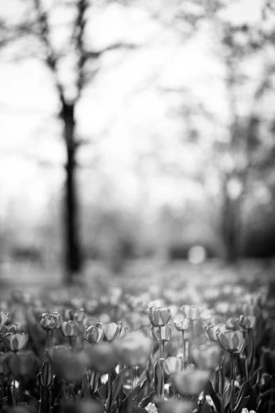 Tulip flowers in black and white with dramatic dark blurred garden scene. Artistic nature flowers, sunlight and bokeh natural environment
