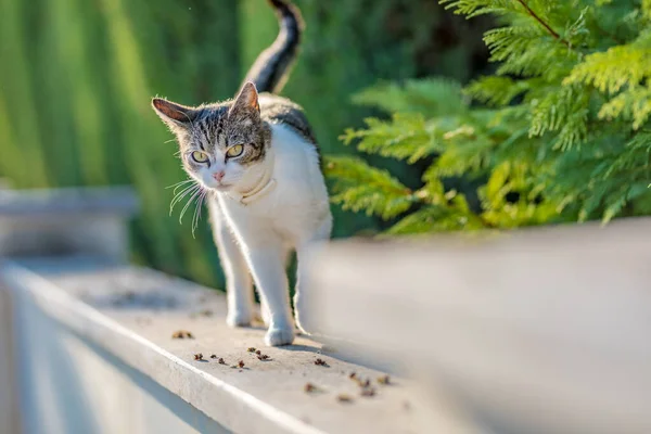 Cat is walking on a fence. Neighbors? cat is staring at photographer. Cat in the garden, sunlight. Relaxing house animal portrait