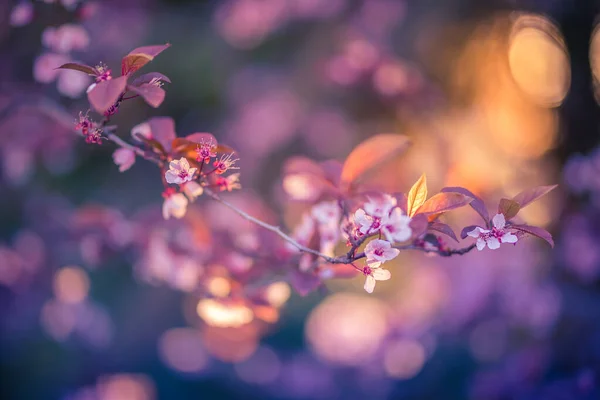 Mooie Kersenabrikozenbloesem Zonsondergang Zonlicht Prachtige Droom Natuur Close Lente Bloemen — Stockfoto