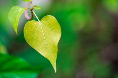 Kalp şeklinde yaprakları olan romantik ağaç şekli, yeşil yapraklı kalp şekli. Kristal gibi keskin kalp şeklinde yaprak
