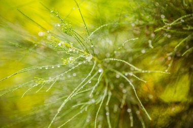 Yoğun ormanda yaz yağmuru, yakın plan, yeşil yapraklara sabitlenmiş su damlacıkları, arka planda noktalı yağmur püskürtüleri.