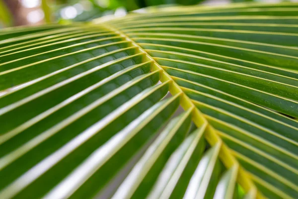 Follaje Palma Selva Tropical Color Verde Brillante Tonificado Patrón Naturaleza — Foto de Stock