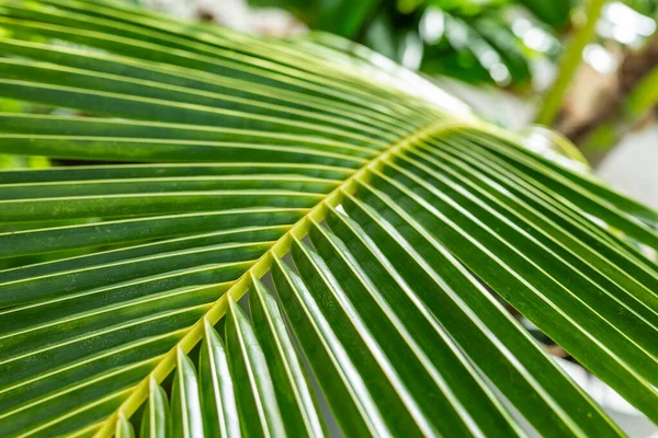 Follaje Palma Selva Tropical Color Verde Brillante Tonificado Patrón Naturaleza — Foto de Stock