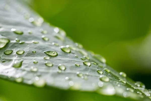 Hermosa Hoja Verde Con Gotas Agua Primer Plano Naturaleza Artística — Foto de Stock