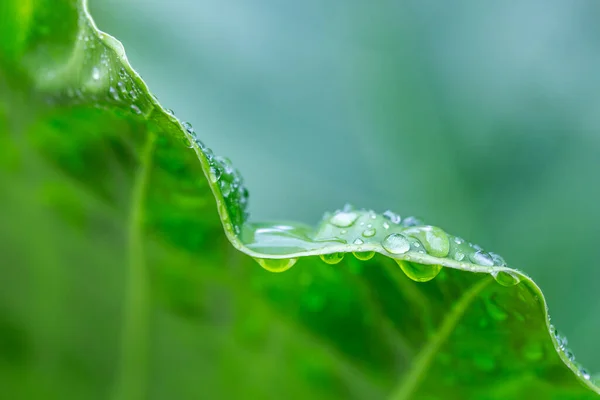 Beautiful Green Leaf Drops Water Artistic Nature Closeup Relaxing Peaceful — Stock Photo, Image