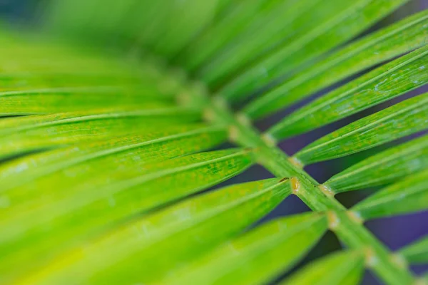 Tropical jungle palm foliage, dark green toned. Rays of the sun through palm leaves. Soft focus. Jungle nature. Close-up of a saturated green palm leaf