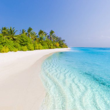 Palmiye ağaçları ve karamsar gökyüzü ile inanılmaz doğa plajı. Yaz tatili tatil geçmişi kavramı. Maldivler Cennet Sahili. Lüks seyahat yaz tatili konsepti. Şaşırtıcı doğa manzarası, pitoresk manzara.