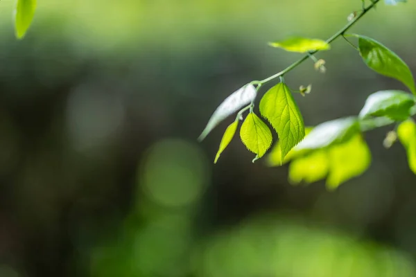 Belle Vue Sur Nature Des Feuilles Vertes Sur Fond Verdure — Photo