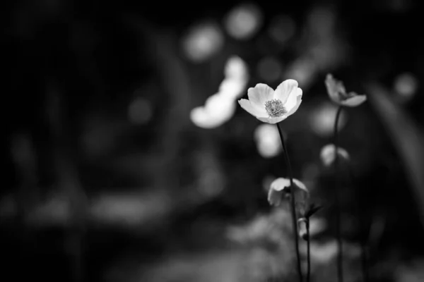 黑色和白色的花在模糊的深色花园背景上 戏剧化的自然背景 花卉花园的近景 单色美术花 — 图库照片