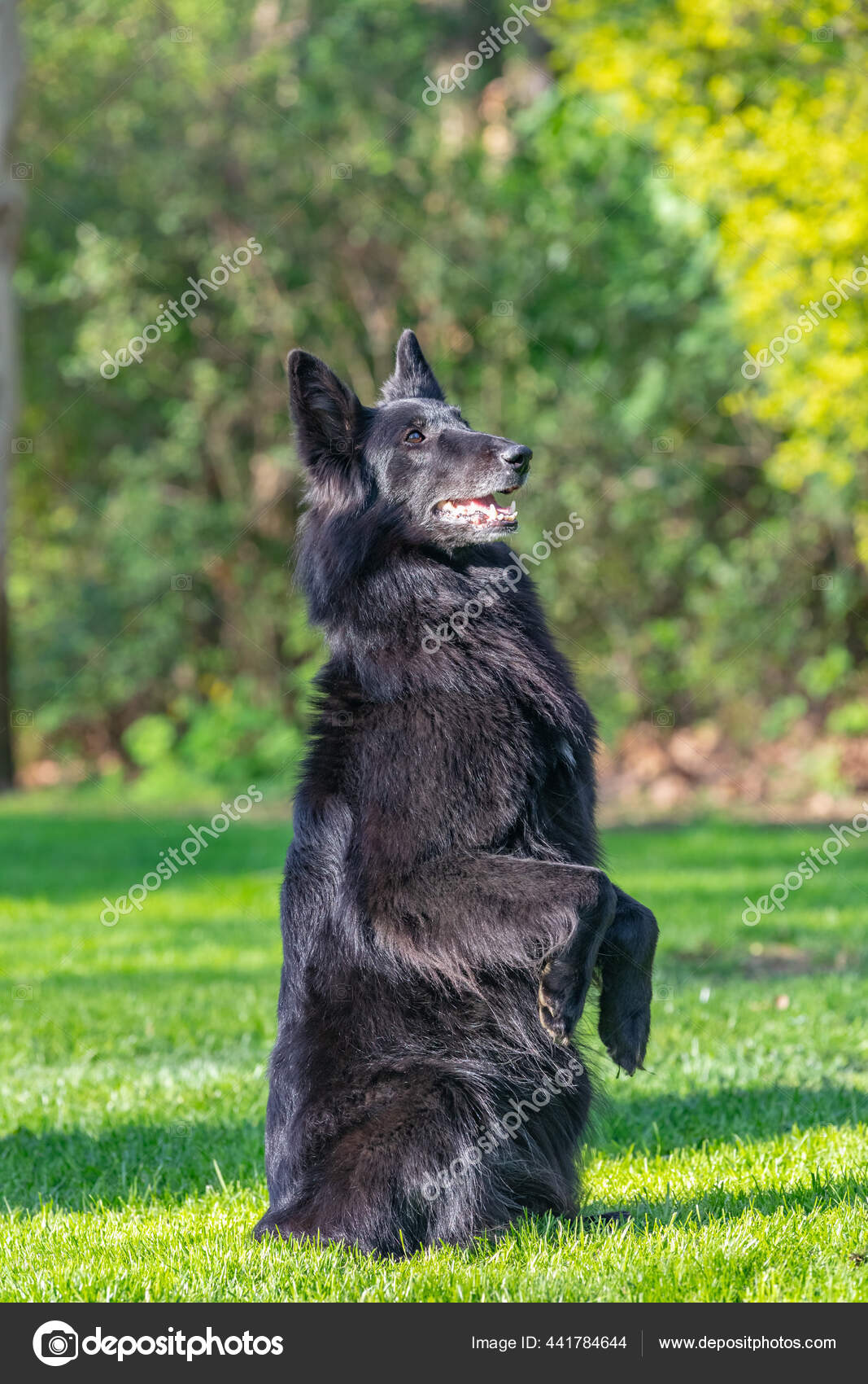 Portrait Black Groenendael Dog Orange Background Working Agility