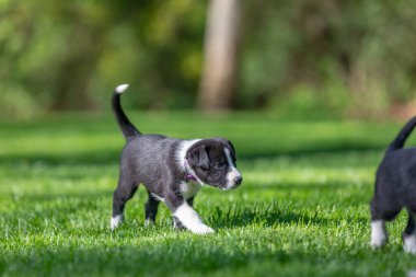 Yaz bahçesinde ya da parkta köpecilik oynuyorlar. İnanılmaz sağlıklı ve mutlu siyah beyaz kenarlı çoban köpeğinin sevimli portresi. Akıllı köpek açık hava eğitimi.