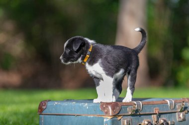 Yaz bahçesinde ya da parkta köpecilik oynuyorlar. İnanılmaz sağlıklı ve mutlu siyah beyaz kenarlı çoban köpeğinin sevimli portresi. Akıllı köpek açık hava eğitimi.