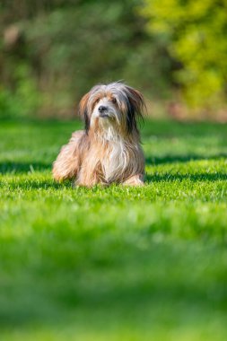 Lhasa Apso köpeği bahçenin çimlerinde yatıyor. Şirin Ihasa apso karahindiba tarlasında koşuyor.