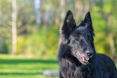 Portakal renkli siyah Groendael köpek portresi. Çeviklik konusunda çalışan Belçikalı çoban Groendael portresi. Güzel genç, gülümseyen ve mutlu Belçikalı çoban köpeği. Siyah Belçika Shepherd Groenendael Sonbahar Portresi
