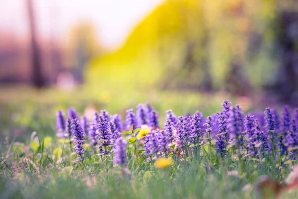 Natureza Relaxante Com Flores Silvestres Lilás Prado Luz Nascer Sol — Fotografia de Stock