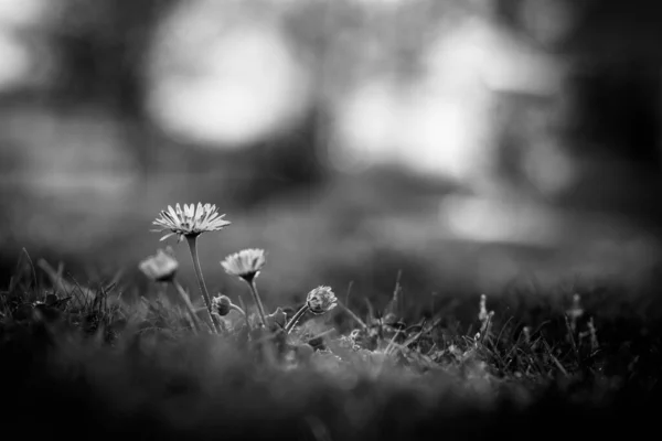 Svart Och Vitt Makro Blommande Blommor Med Suddig Äng Fält — Stockfoto