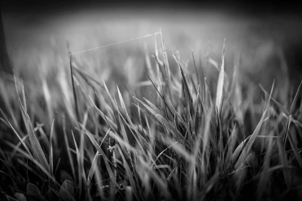 陽射しが強い黒と白の春草畑を背景にしています 芸術的性質が接近 — ストック写真