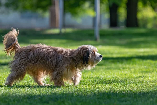 Lhasa Apso Kutya Fekszik Kertben Aranyos Lhasa Apso Fut Pályán — Stock Fotó