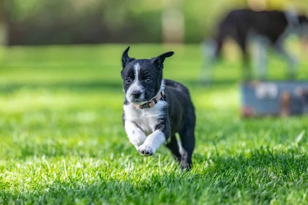 Laufender Border Collie Welpe Sommergarten Oder Park Bezauberndes Porträt Eines — Stockfoto