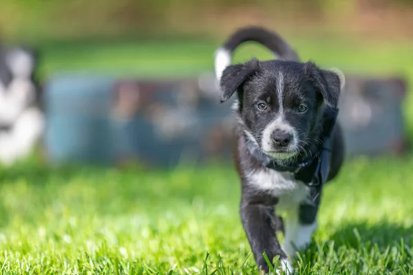 Laufender Border Collie Welpe Sommergarten Oder Park Bezauberndes Porträt Eines — Stockfoto