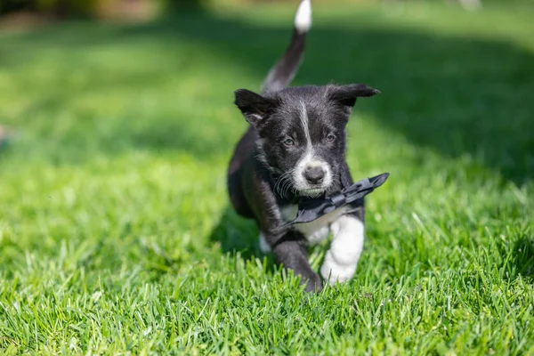 Laufender Border Collie Welpe Sommergarten Oder Park Bezauberndes Porträt Eines — Stockfoto